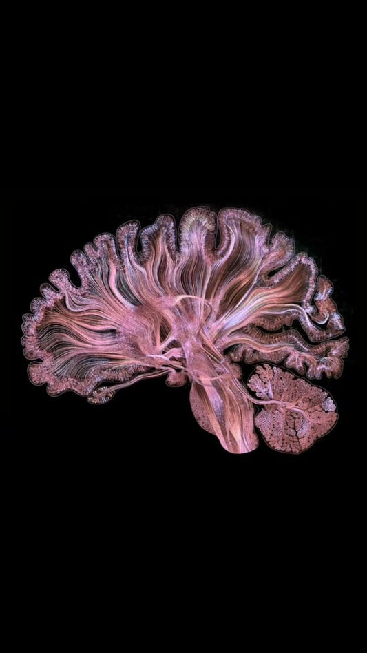 NeuroScene™ Formula